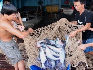 Pangasiusfisch-Export im Mekong-Delta nimmt zu - ảnh 1